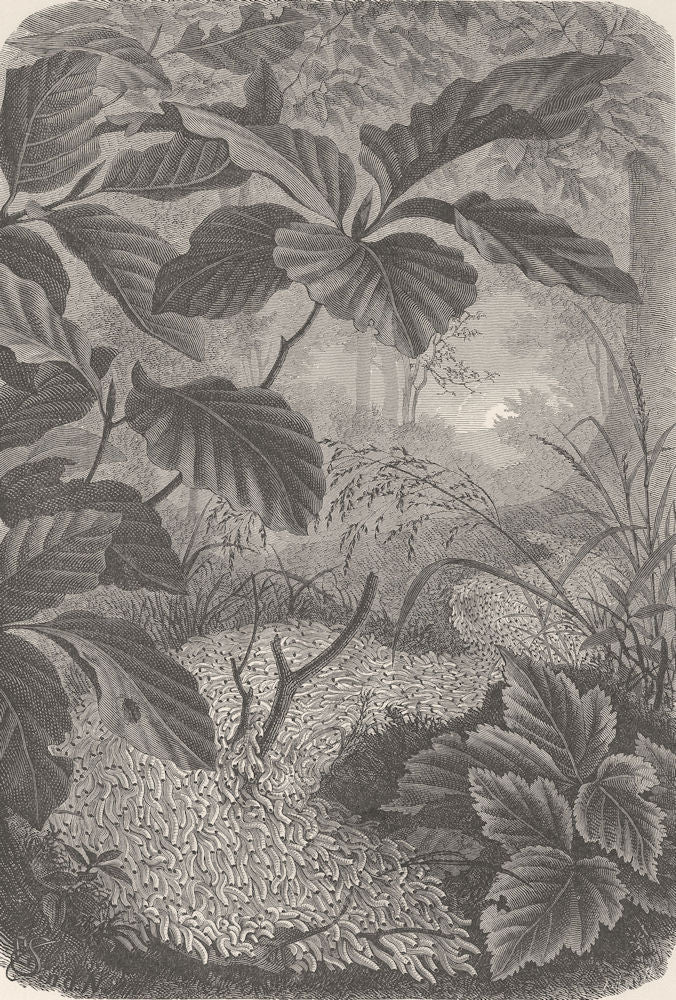 WORMS. A column of the army-worm 1896 old antique vintage print picture